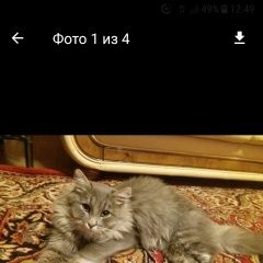Фото: пропала кошка «Пропал кот. Барыбино» в г. Барыбино